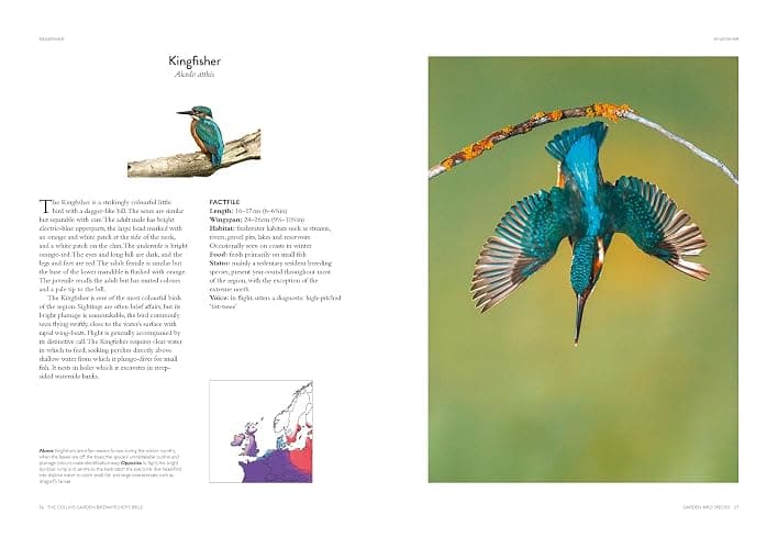The Collins Garden Birdwatcher’s Bible: A Practical Ornithology Guide to Identifying and Understanding Garden Birds thumbnail 5