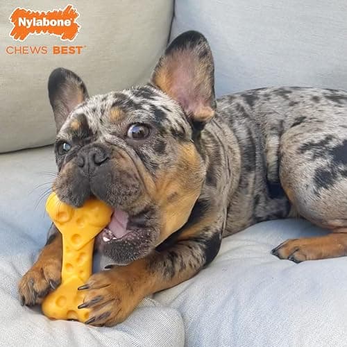 Nylabone Power Chew Toy Bundle, Cute Dog Toys for Aggressive Chewers, Filet Mignon, Cheese, and Bacon Flavors, Small Dogs - Up to 25 lbs, 3 Pack thumbnail 7