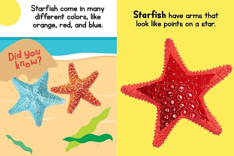 Ocean Friends - Touch and Feel Board Book - Sensory Board Book thumbnail 4