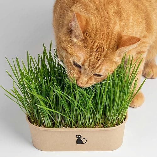 Cat Grass Grow Kit — 4-Batch Indoor Growing Set with Containers, Soil Disks & Seeds | Supports Digestion & Hairball Control | Ready to Grow, No Mess thumbnail 8