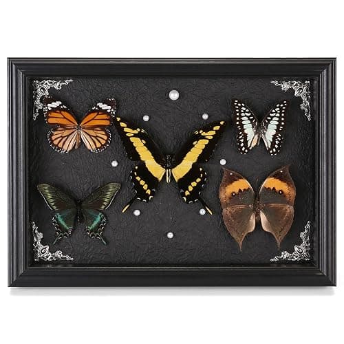 Real Framed Butterfly Taxidermy Collection - Set of 5 in Shadow Box Display, Office - Unusual Gift for Entomology Lovers, Birthday, Christmas - Image 1