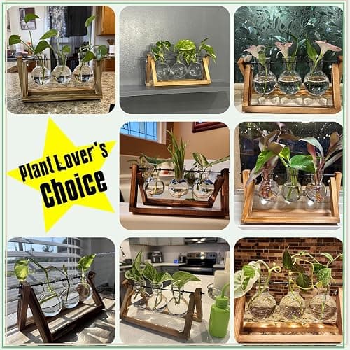 XXXFLOWER Plant Terrarium with Wooden Stand, Air Planter Bulb Glass Vase Metal Swivel Holder Retro Tabletop for Hydroponics Home Garden Office Decoration - 3 Bulb Vase thumbnail 6