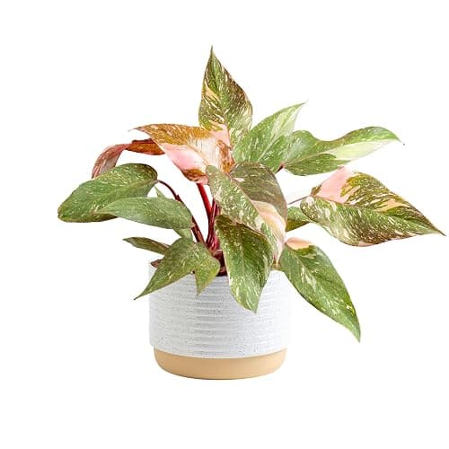 Costa Farms Pink Princess Philodendron, Live Indoor Plant, Rare Unique Houseplant Potted in Indoors Garden Plant Pot, Living Room Home Decor, Trending Tropicals Collection, 1 Foot Tall - Image 1