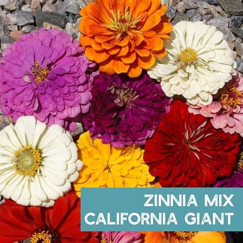 Mountain Valley Seed Co Zinnia Seeds for Planting Outdoors ~3000 California | Giant Mix Zinnia Seeds Beautiful 4' Tall Wildflower Blossoms Zinnia elegans Pollinator Seed Mix Bright, Cheerful Annual Flowe thumbnail 5