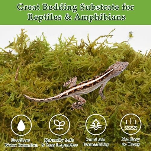 Halatool 1.1LB Natural Sphagnum Moss for Reptiles- 25QT Green Moss for Terrarium Plants Long Fiber Reptile Moss for Leopard Gecko Snake Hamsters Tortoises Frogs Lizards Salamanders thumbnail 4