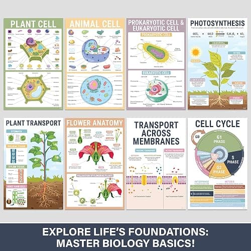 BrightenKidz Biology Posters for Classroom, 15 Pack 11x17 Science Charts | Laminated Educational Biology Charts for Middle & High School - Decor for Hallways, Bulletin Boards, Home Study Room thumbnail 4