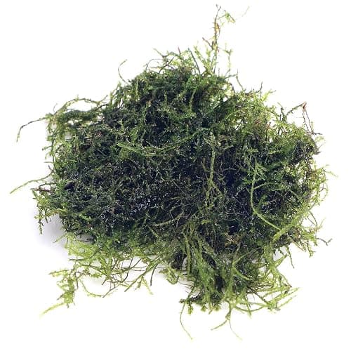 K2AQUA 20 Grams Java Moss (Taxiphyllum Barbieri) Live Aquarium Plant for Freshwater Fish Tank Easy to Grow Low Maintenance Planted Tanks Natural Decoration and Water Purifier thumbnail 3