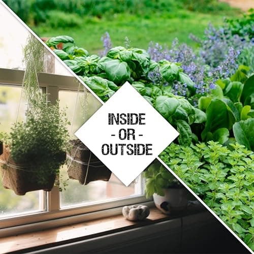 Seed Needs Herb Seeds Variety Pack Culinary Herb Collection (12 Individual Packets for Planting Indoors or Outdoors) Grow Your Own Herb Garden - Heirloom, Non-GMO thumbnail 6