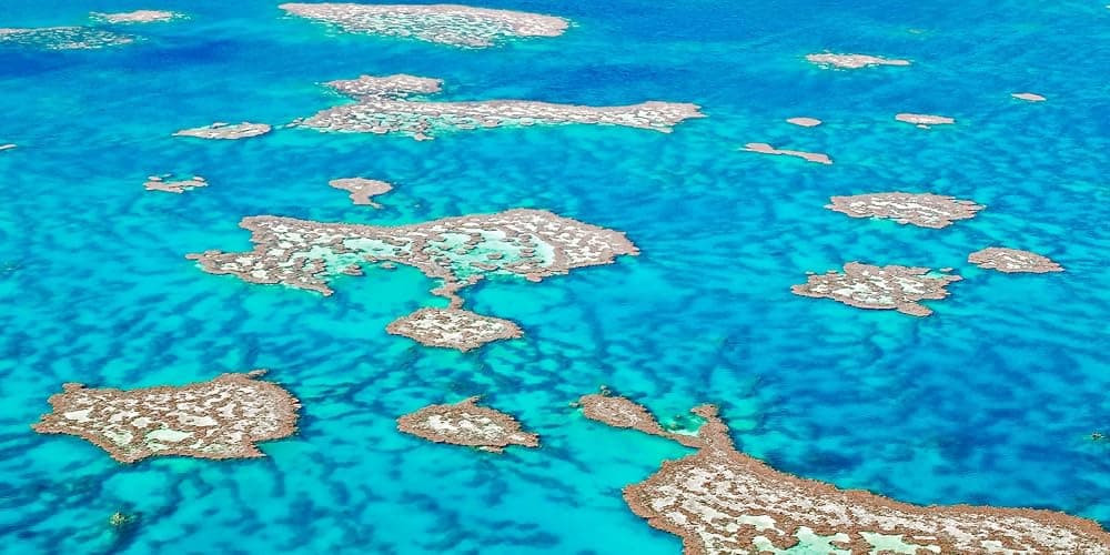 The Life & Love of the Sea: Underwater photography capturing ocean creatures, coral gardens, and the fragile beauty beneath waves. thumbnail 8