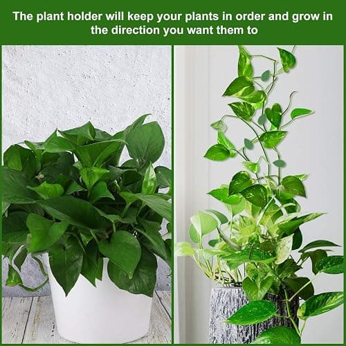 Geiserailie 60 Plant Climbing Clips Wall Fixture with 72 Stickers for Vine | Invisible Leaf Traction Fixer, Self-Adhesive Hook, Indoor Outdoor Use, Decoration, Clear Acrylic Sticker thumbnail 4