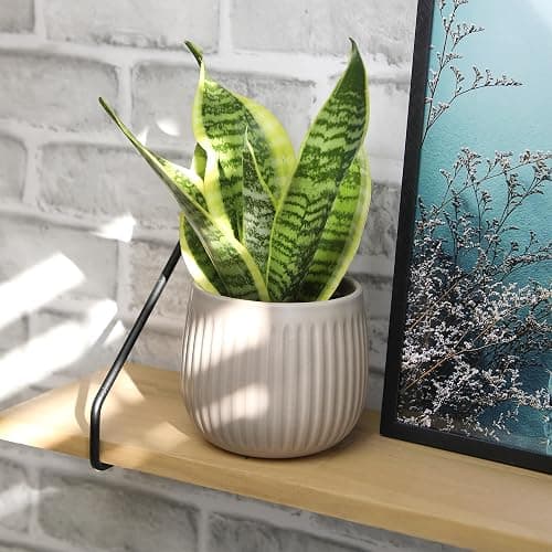 Live Snake Plant, Sansevieria trifasciata Superba, Fully Rooted Indoor House Plant in Pot, Mother in Law Tongue Sansevieria Plant, Potted Succulent Plant, Houseplant in Potting Soil by Plants for Pets thumbnail 7