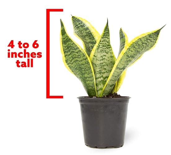 Live Snake Plant, Sansevieria trifasciata Superba, Fully Rooted Indoor House Plant in Pot, Mother in Law Tongue Sansevieria Plant, Potted Succulent Plant, Houseplant in Potting Soil by Plants for Pets thumbnail 3