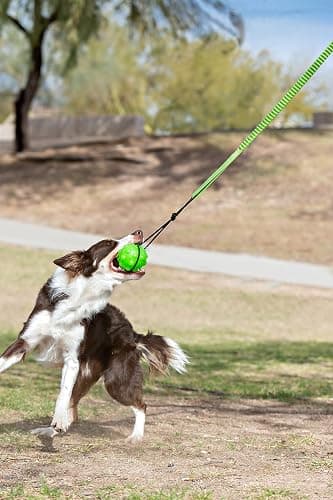 Jolly Pets Tree Tugger For Dog, Green thumbnail 2