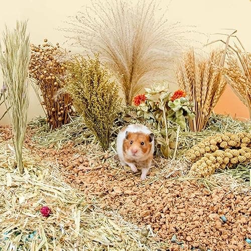 NICERINC PET Natural Ear of Grain Flower&Herb Bedding Mate Habitat Decor, Adding Fun Hamster Accessories for Hamsters Gerbils Lemming | Natural Ear of Grain Flower&Herb Bedding Mate Habitat Decor, Adding Fun Hamster Accessories for Hamsters Gerbils Lemming thumbnail 6