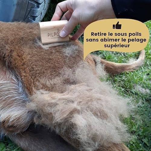 Pilpoil Pack Pro – Brosse Anti-Mue pour Chat et Lapin Poil Court en Bois + Raclette Anti-Poils Animaux – Accessoire de Toilettage – Taille S thumbnail 3