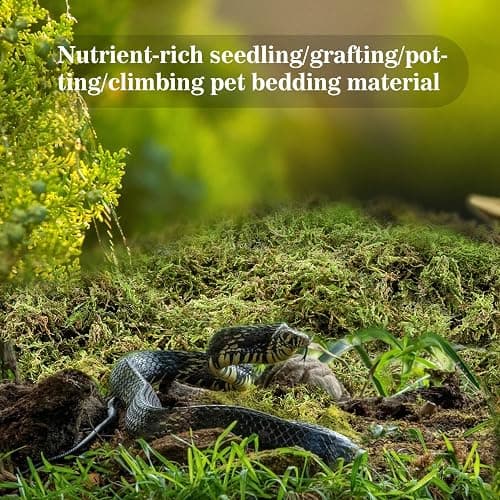 Sukh Sphagnum Moss for Reptiles - Terrarium Reptiles Moss Green Dried Peat Moss Habitat Bedding Moss for Snakes Turtle Frog Gecko and Other Reptiles Substrate (5, Ounces) thumbnail 2