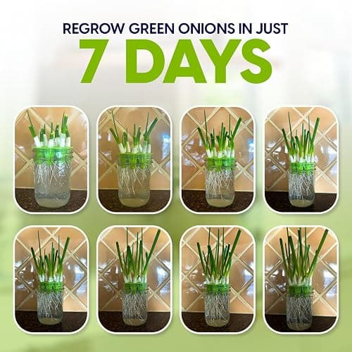 Premium Seed Sprouting Kit & Green Onion Regrower – 2 Wide-Mouth Mason Jars with Sprout Lids, Stainless Stand, Drain Tray, Blackout Sleeves & Cleaning Brush for Broccoli, Alfalfa & Mung Beans thumbnail 4
