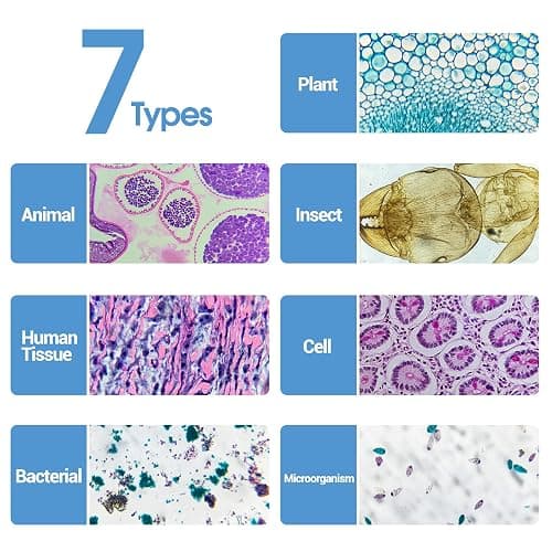 60 Microscope Slides with Specimens for Kids, Prepared Microscope Slides for Kids Microbiology, Prepared Microscope Slides for Adults thumbnail 2