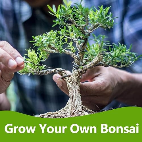 Bonsai Tree Kit, Bonsai Starter Kit with Seeds & Tools, Tree Live Plants Indoor, Gardening Gifts for Women Men Mom Father Plant Lover, Birthday Thanksgiving Christmas Gifts thumbnail 7
