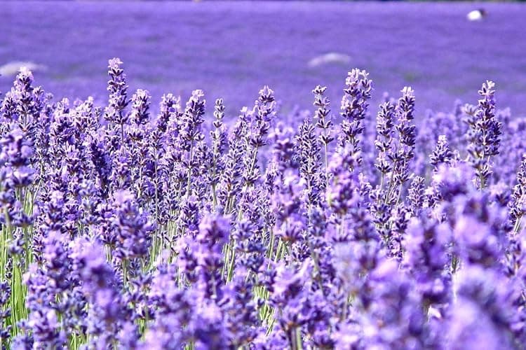 Lavender Seeds for Planting Herb Garden About 100 Seeds Spring or Fall Planting - Image 1