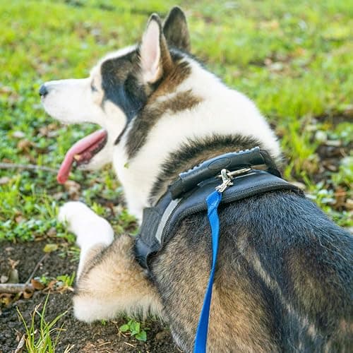 Hi Kiss Dog/Puppy Obedience Recall Training Agility Lead - 15ft 20ft 30ft 50ft 100ft Leash Great for Training, Play, Camping, or Backyard Black thumbnail 5