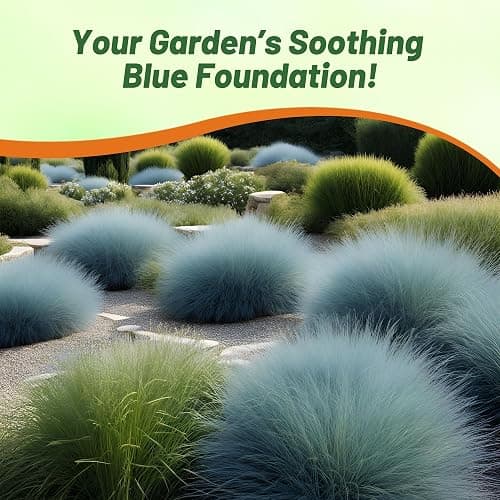 Outsidepride 10000 Seeds Perennial Festuca Cinerea Glauca Varna Blue Fescue Ornamental Grass Seed for Planting thumbnail 6