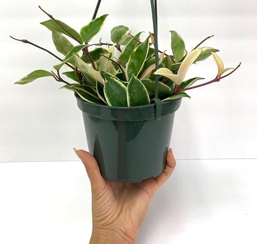Tricolor Hoya Krimson Queen, Hoya Carnosa Variegata Tricolor Hoya Ships from CA (4" Pot) thumbnail 6