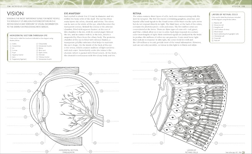 The Human Body Coloring Book: The Ultimate Anatomy Study Guide, Second Edition (DK Human Body Guides) thumbnail 5