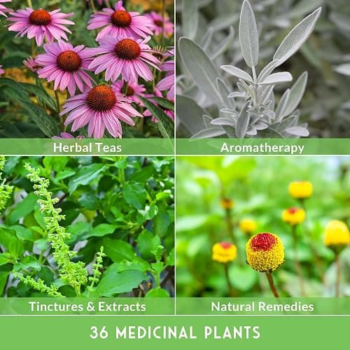 Ultimate Medicinal Herb Seeds Variety Pack – 36 Heirloom Non-GMO Healing Herbs for Planting | Wellness & Apothecary Garden Kit for Herbalists, Homesteaders – Survival Garden Seeds (28,000+) thumbnail 6