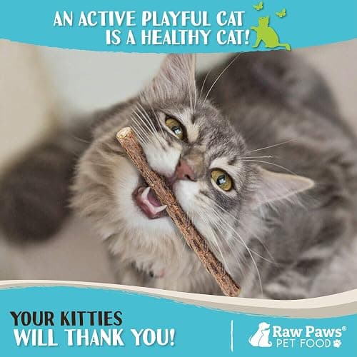 Raw Paws Silvervine Sticks for Cats (30-Count) - Dental Cat Chew Stick | Catnip Alternative - Matatabi Cat Toy - Silver Vine Sticks - Indoor Cat Enrichment & Chewing thumbnail 5