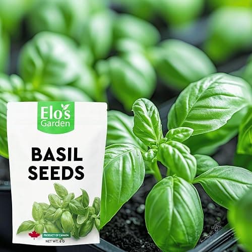 Basil Seeds 6g – 100% Natural and Easy-to-Grow Herb Seeds for Fresh Culinary Use and Home Gardening by ELO’S Garden thumbnail 2