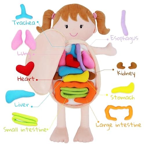 June Garden 18" Little Patient Emily Plush Anatomy Doll - Soft Educational Toy with Removable Human Organs - Learn Basic Anatomy for Toddlers and Kids thumbnail 4