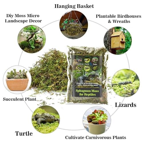 Sukh Sphagnum Moss for Reptiles - Terrarium Reptiles Moss Green Dried Peat Moss Habitat Bedding Moss for Snakes Turtle Frog Gecko and Other Reptiles Substrate (5, Ounces) thumbnail 5
