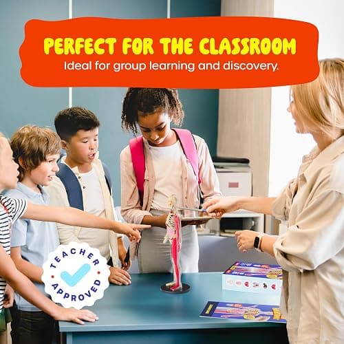 Human Anatomy Squishy Body Model - STEM Science Kits for Kids Ages 4-8 | STEM Toys for 4 5 6 7 8 Year Old Boy Birthday Gift - Learning Educational Toys for Ages 5-7 Boys Gifts - Skeleton Parts thumbnail 8