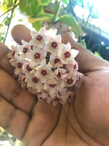 Tricolor Hoya Krimson Queen, Hoya Carnosa Variegata Tricolor Hoya Ships from CA (4" Pot) thumbnail 9