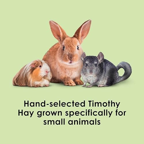 Kaytee Timothy Hay, High Fiber for Rabbits, Guinea Pigs, 12 Pounds | Supports digestive health. Hand-selected rabbit hay. Guinea pig hay, chinchilla hay, pesticide free thumbnail 2