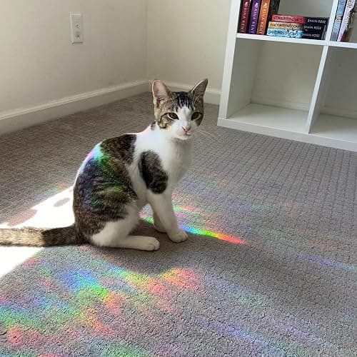 30 Pcs Star Ring Circle Window Clings - Anti-Collision Decals to Save Birds, Non-Adhesive Rainbow Stickers thumbnail 7