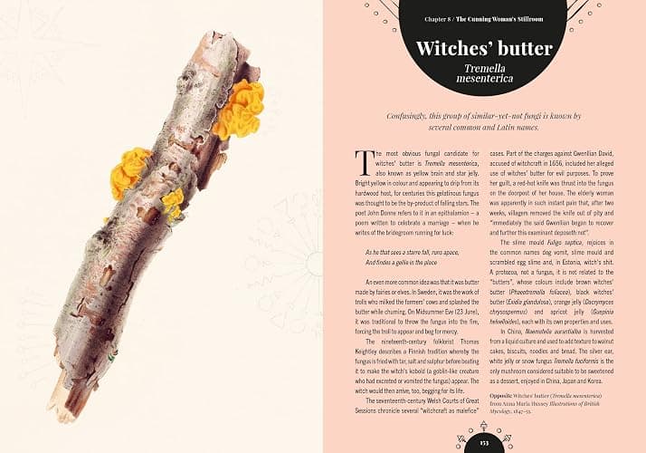Kew - The Magic of Mushrooms: Fungi in folklore, superstition and traditional medicine (Royal Botanic Gardens, Kew) thumbnail 11