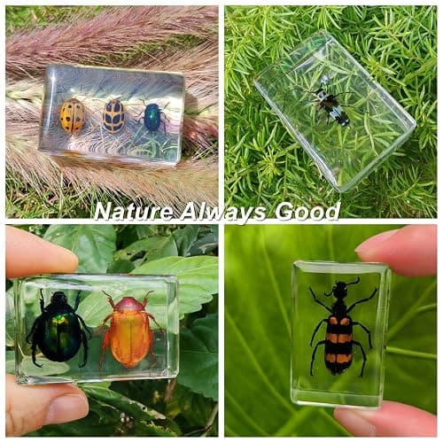 8 Pcs Taxidermy Beetles in Resin, 1 Large & 7 Small Beetles Specimens Insect Resin Set for Entomology Education Kit, Biology Display Supplies, Oddities and Curiosities Gifts Bug Collection(Chafer) thumbnail 5