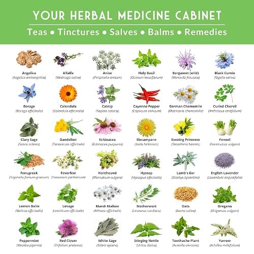 Ultimate Medicinal Herb Seeds Variety Pack – 36 Heirloom Non-GMO Healing Herbs for Planting | Wellness & Apothecary Garden Kit for Herbalists, Homesteaders – Survival Garden Seeds (28,000+) thumbnail 3