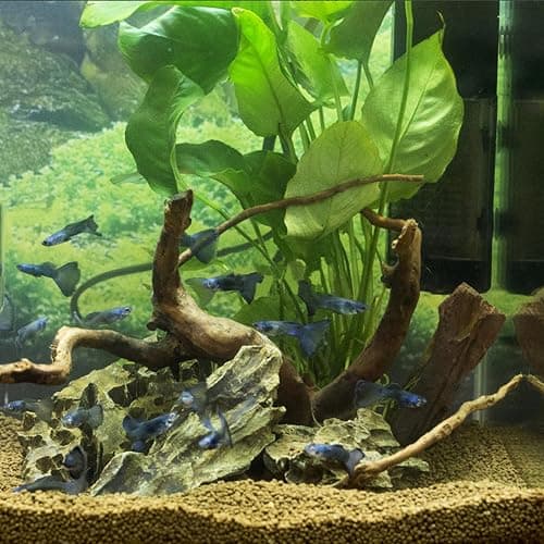 majoywoo Natural Driftwood for Aquarium Decor Fish Tank Decorations, Assorted Spider Wood Branch 4-8" 5 Pcs, Reptile Decor thumbnail 6