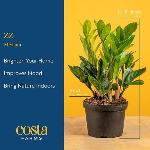 Costa Farms ZZ Live Plant in Decorative Pot, Easy to Maintain, Air Purifying Indoor Houseplant, Perfect for Home, Room, or Office Decor, Great House Warming or Birthday Gift, 12-20 Inches Tall thumbnail 4