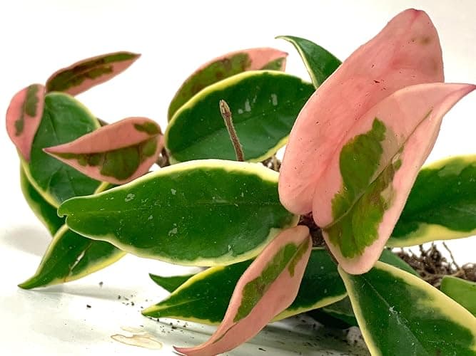 Tricolor Hoya Krimson Queen, Hoya Carnosa Variegata Tricolor Hoya Ships from CA (4" Pot) thumbnail 4