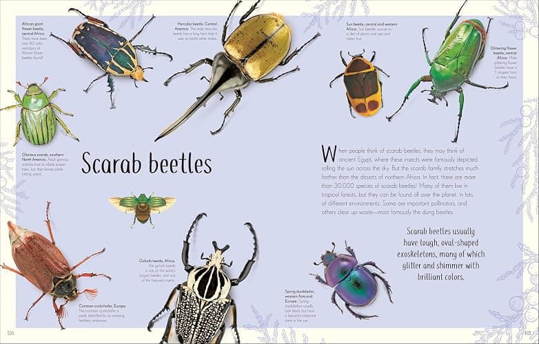 An Anthology of Remarkable Bugs (DK Children's Anthologies) thumbnail 7