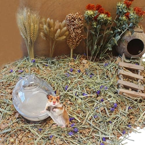 JFWOD Hamster Bath Sand, 3lb Dust Free Desert Sand or Potty Litter Sand for Hamster Chinchillas Gerbil Syrian Mice Small Animals(Beige) thumbnail 5