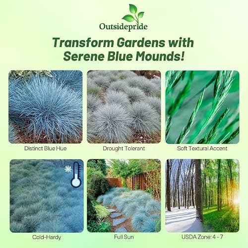 Outsidepride 10000 Seeds Perennial Festuca Cinerea Glauca Varna Blue Fescue Ornamental Grass Seed for Planting thumbnail 2