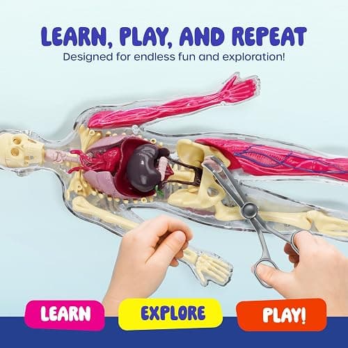 Human Anatomy Squishy Body Model - STEM Science Kits for Kids Ages 4-8 | STEM Toys for 4 5 6 7 8 Year Old Boy Birthday Gift - Learning Educational Toys for Ages 5-7 Boys Gifts - Skeleton Parts thumbnail 4