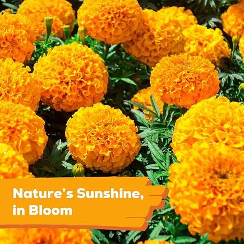 Fruivity Petite French Marigold Seeds for Planting, 400+ Flower Seeds Non-GMO Heirloom Seed Packet,Home and Garden Easy to Grow, Indoor & Outdoor Gardening, Companion Plant & Quick Blooming thumbnail 5