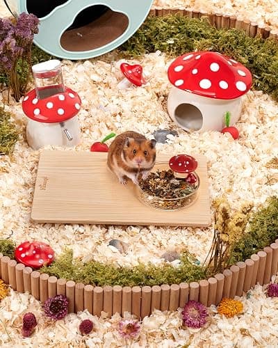 Niteangel Hamster Feeding & Food Bowls: Mushroom Glass & Chew-Resistant | Easy to clean & Stable Food Dish Feeding Bowls for Dwarf Syrian Hamsters Gerbils Mice Rats or Other Similar-Sized Small Pets thumbnail 5