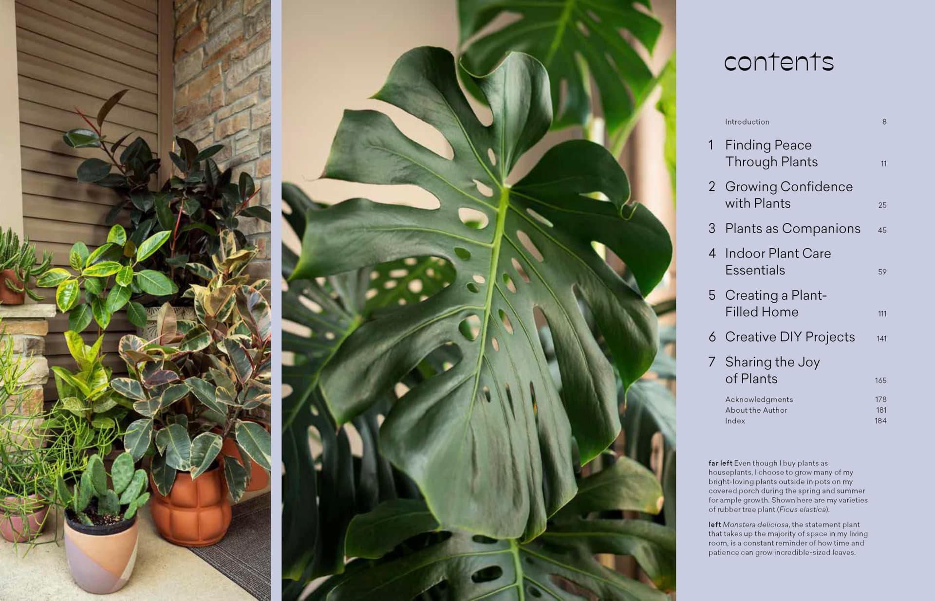 More Than Just a Plant: How to Care for Your Plants as They Care for You thumbnail 2